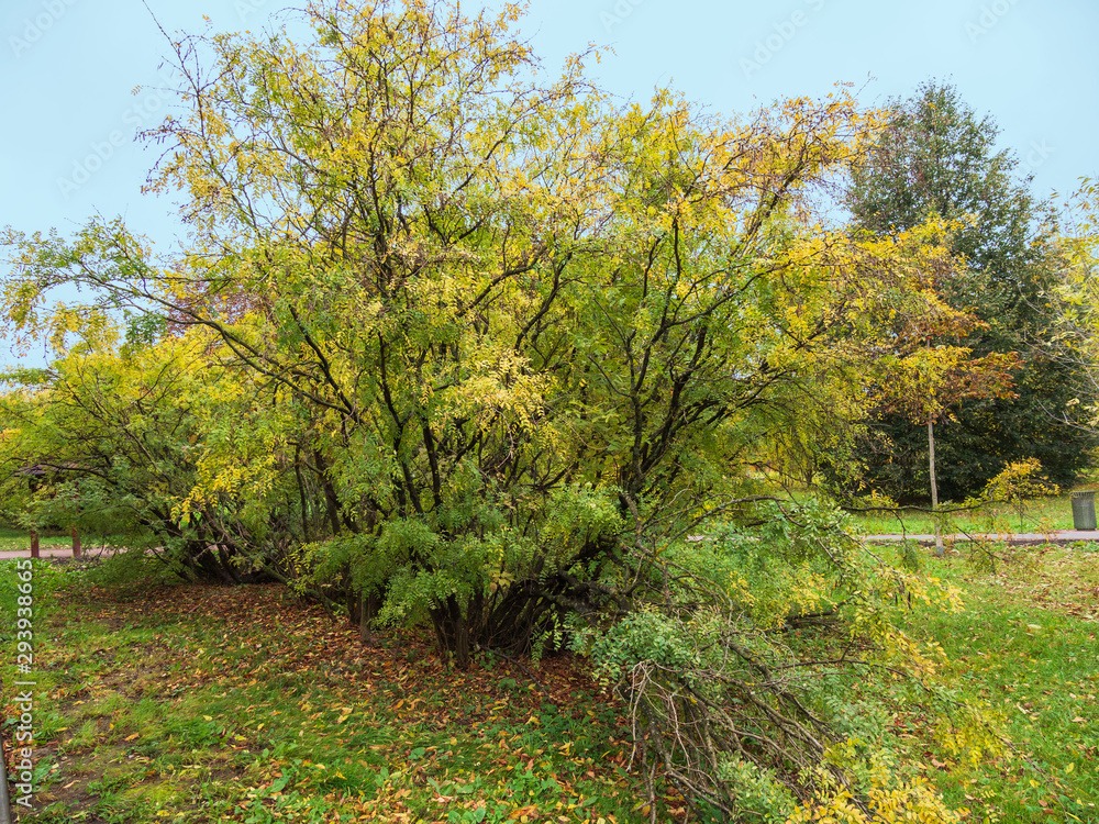 Autumn, Park, path, acacia Bush.