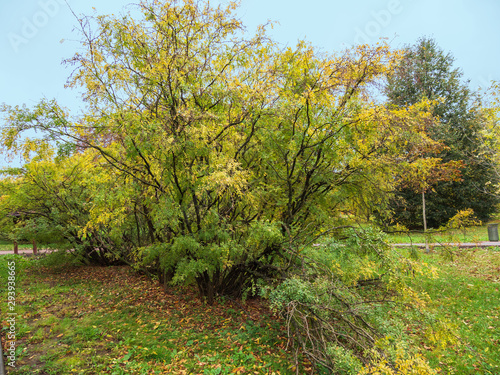 Fototapeta Naklejka Na Ścianę i Meble -  Autumn, Park, path, acacia Bush.
