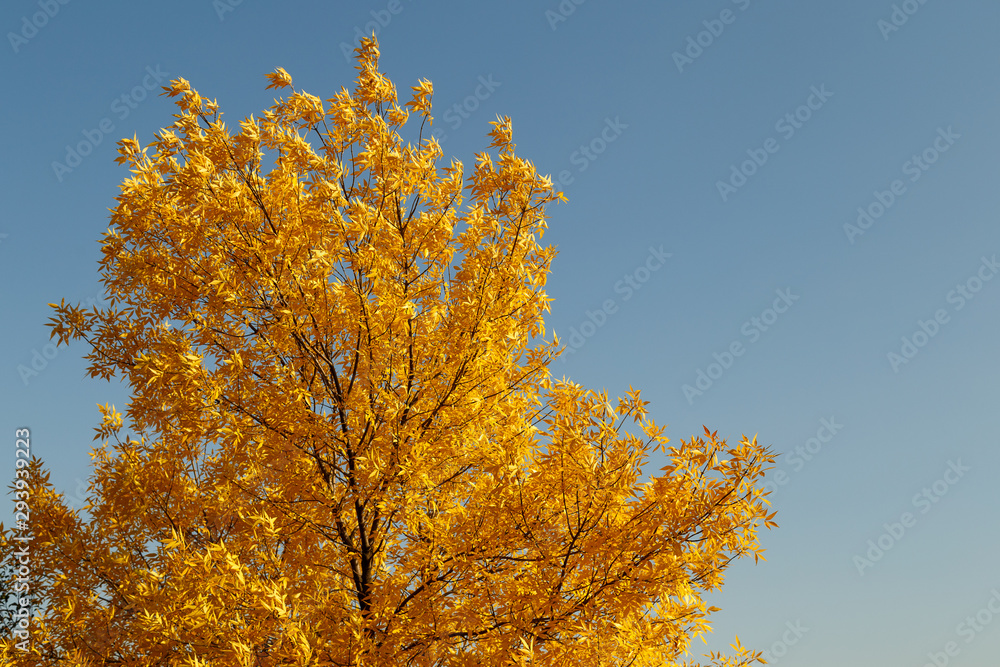 Autumn yellow leaves against the blue sky. Autumn yellow leaves against the blue sky.