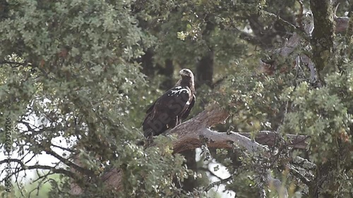 Imperial Iberian eagle perched on the oak branch photo