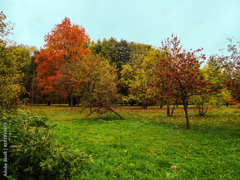 Autumn, Park, trees, grass.