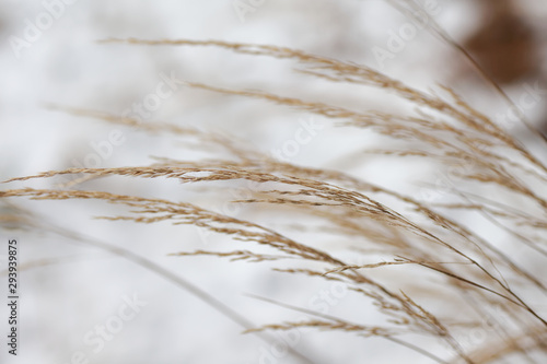 Japanese pampas grass in a snowy landscape