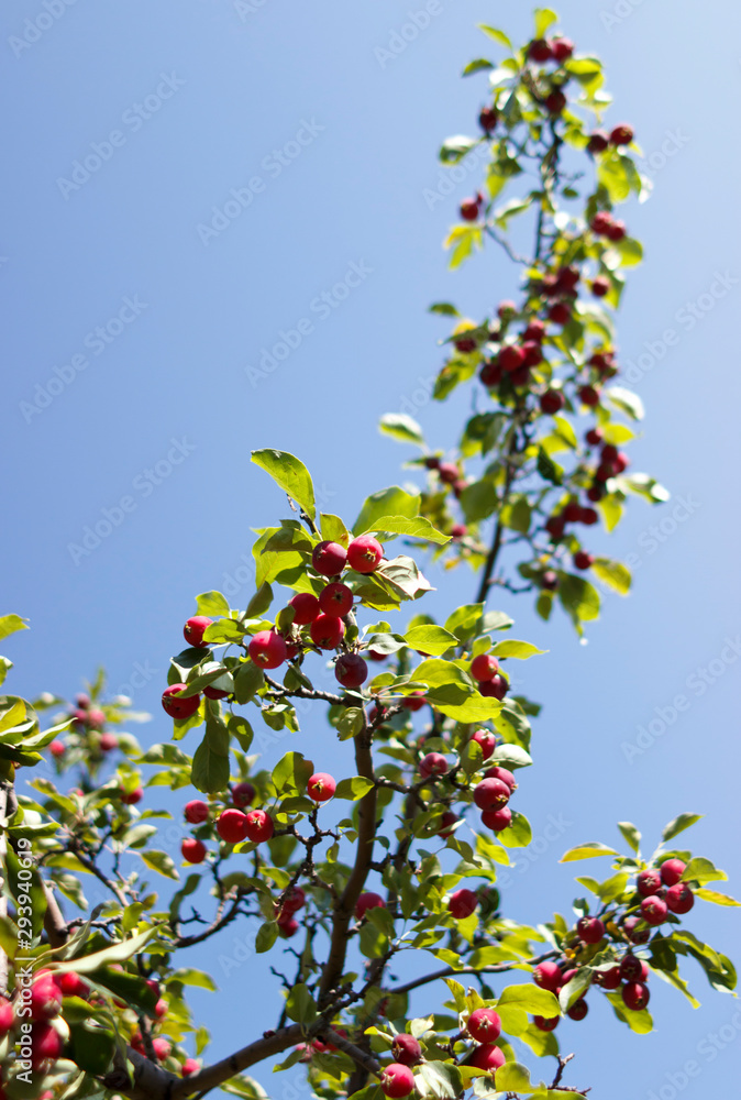 small Apple tree in the daytime, summer day. small Apple tree in the daytime, summer day.