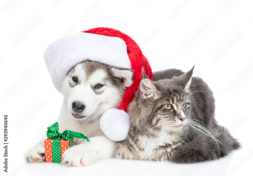 Cute Alaskan malamute puppy with red santa hat holding gift box and lies with adult maine coon cat. isolated on white background Cute Alaskan malamute puppy with red santa hat holding gift box and lies with adult maine coon cat. isolated on white background