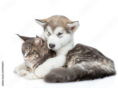 Young Alaskan malamute puppy embracing adult maine coon cat. isolated on white background