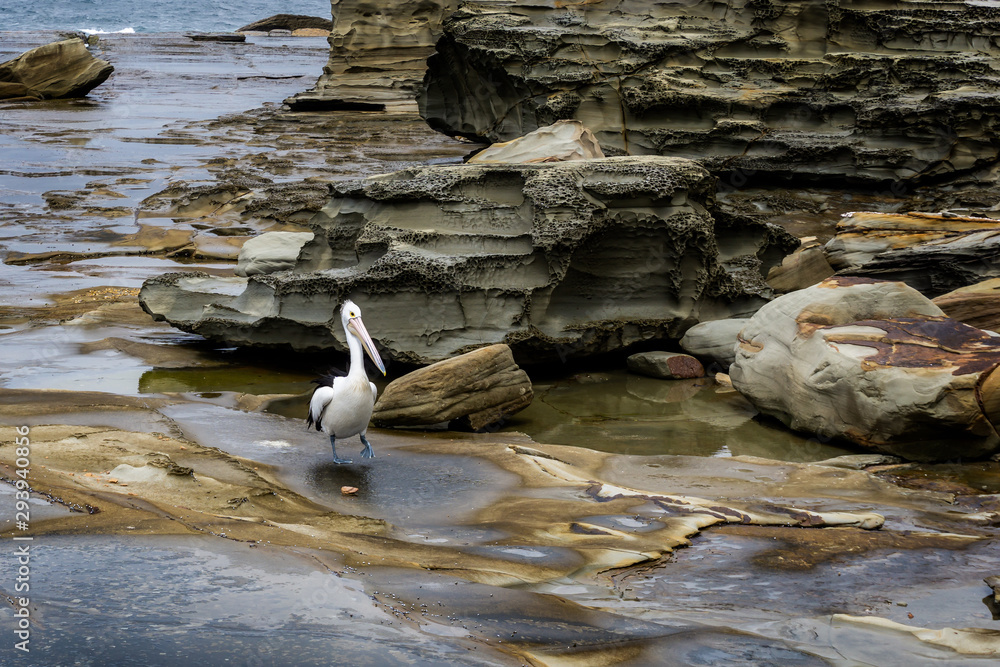 Fototapeta premium Single pelican wading in a rock pool on the coast of Australia