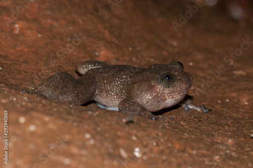 Nyctibatrachus frog  or Night Frog seen at Matheran durin Monsoon,Maharashtra,India