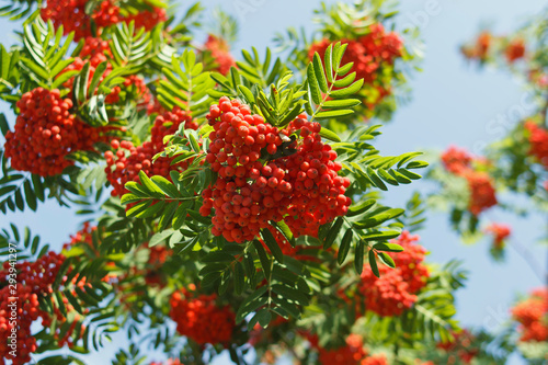 Sorbus sibirica. Rowan, bright berries on the tree. Rowan in the sun