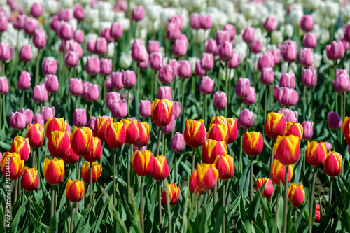 field with rows of tulips of different colors a large number of flowers in the open air