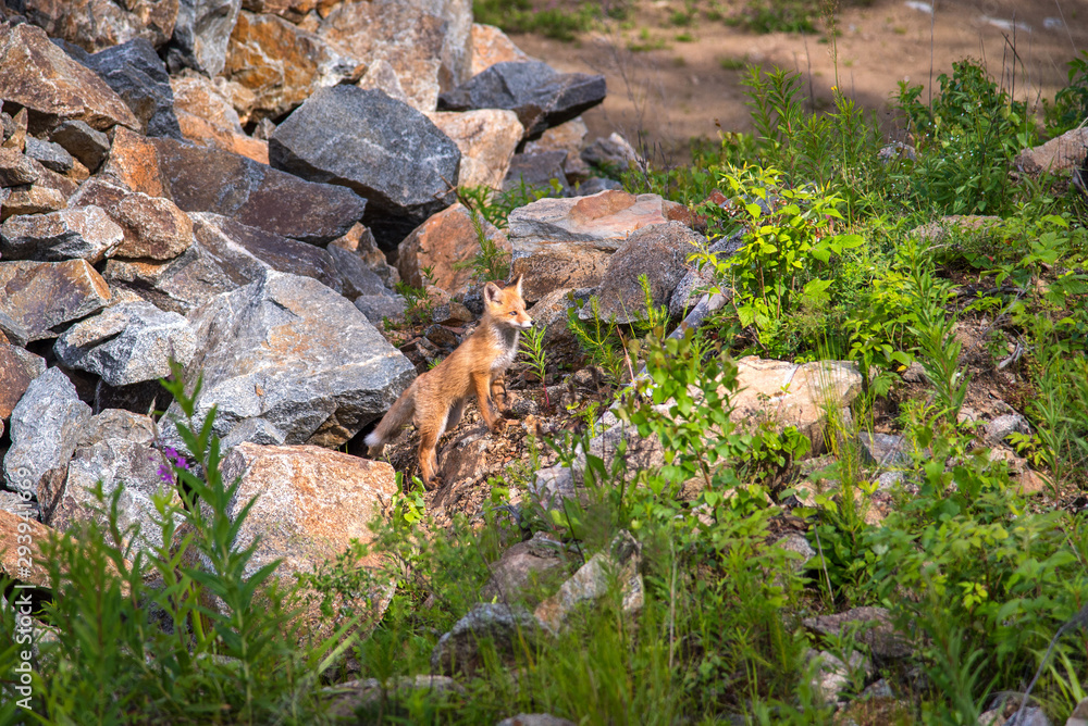 The fox at the den, Лиса у логова The fox at the den, Лиса у логова