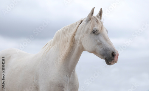 White Andalusian Mare 