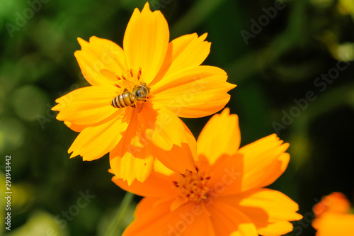 Little bee finding honey on the Yellow Flowers,Beautiful yellow flowers,Flowers,Yellow colored