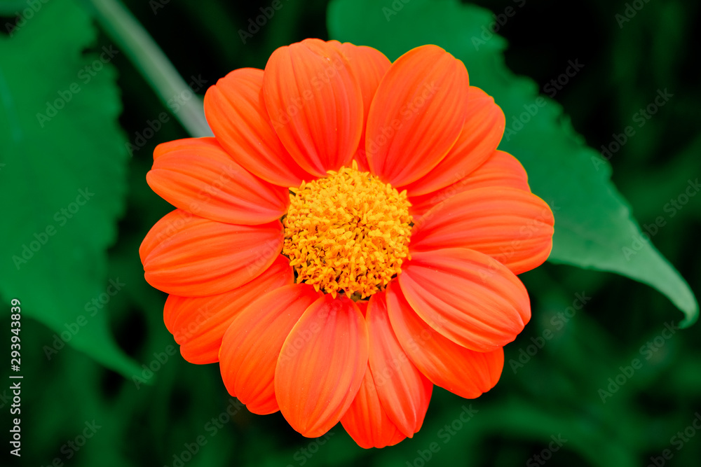 Beautiful Orange Colour Flower Blooming at the garden in Summer Beautiful Orange Colour Flower Blooming at the garden in Summer
