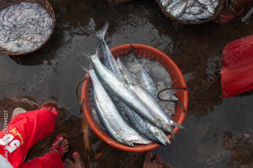 Fresh catch from the sea at Harne Port,maharashtra,India photo