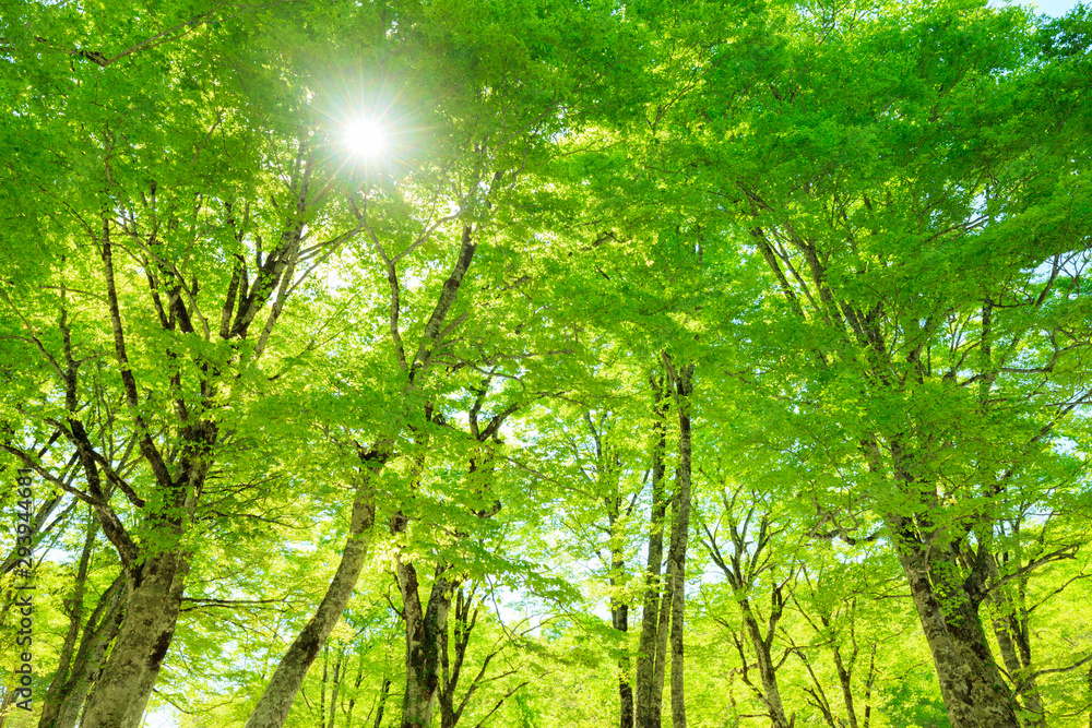 Green forest. Tree with green Leaves and sun light. Green forest. Tree with green Leaves and sun light.