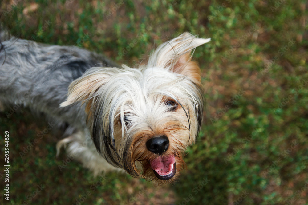 Yorkshire Terrier in the park on the grass looks at the camera. Walking with a dog concept Yorkshire Terrier in the park on the grass looks at the camera. Walking with a dog concept