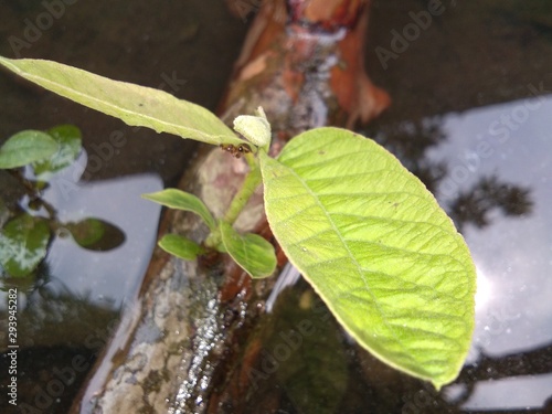 This is a guava plant.