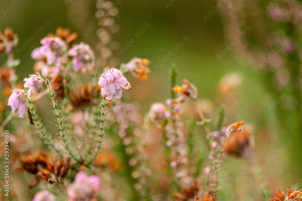 Erica tetralix gewone dopheide Erica tetralix gewone dopheide