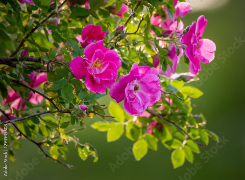 Pink Rosa multiflora