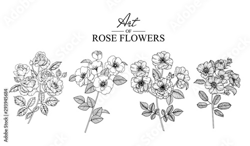 Sketch Floral Botany Collection. Rose flower drawings. Black and white with line art on white backgrounds. Hand Drawn Botanical Illustrations.Vector.
