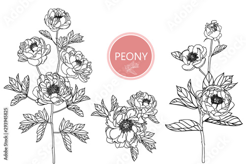 Wallpaper Mural Sketch Floral Botany Collection. Peony flower drawings. Black and white with line art on white backgrounds. Hand Drawn Botanical Illustrations.Vector. Torontodigital.ca