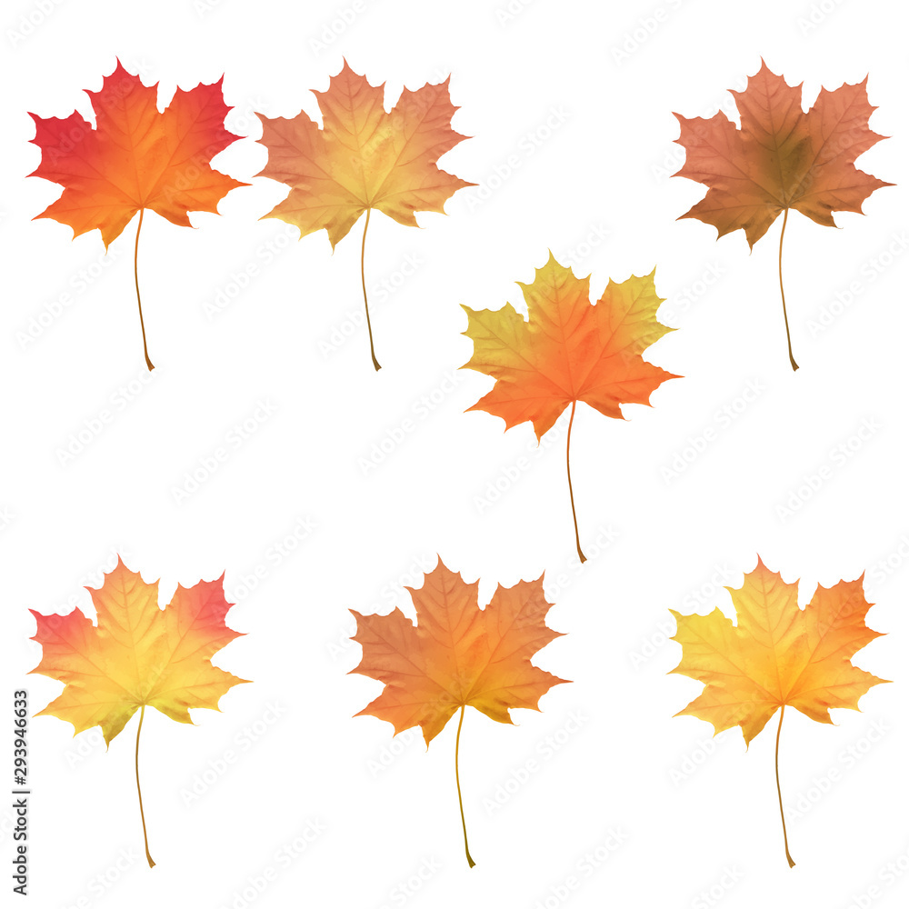 Fototapeta premium Realistic maple leaves isolated on white background