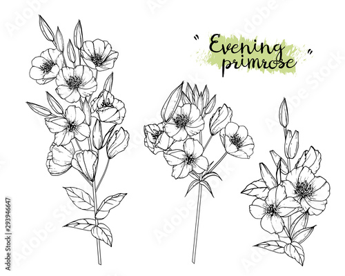 Sketch Floral Botany Collection. Evening primrose flower drawings. Black and white with line art on white backgrounds. Hand Drawn Botanical Illustrations.Vector.