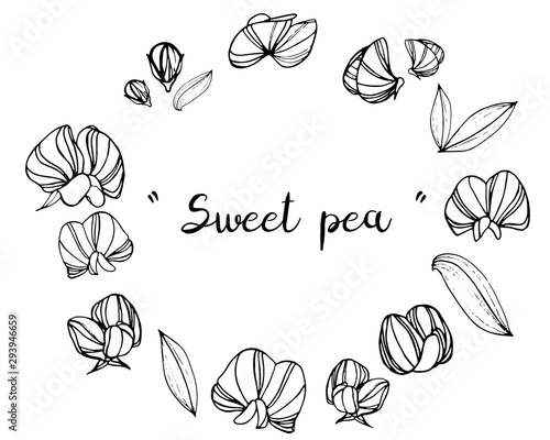 Sketch Floral Botany Collection. Sweet pea flower drawings. Black and white with line art on white backgrounds. Hand Drawn Botanical Illustrations.Vector.