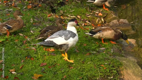Wallpaper Mural Enten gehen schwimmen Torontodigital.ca