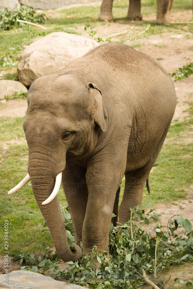 Fototapeta premium Baby elephant eating leaves in a park