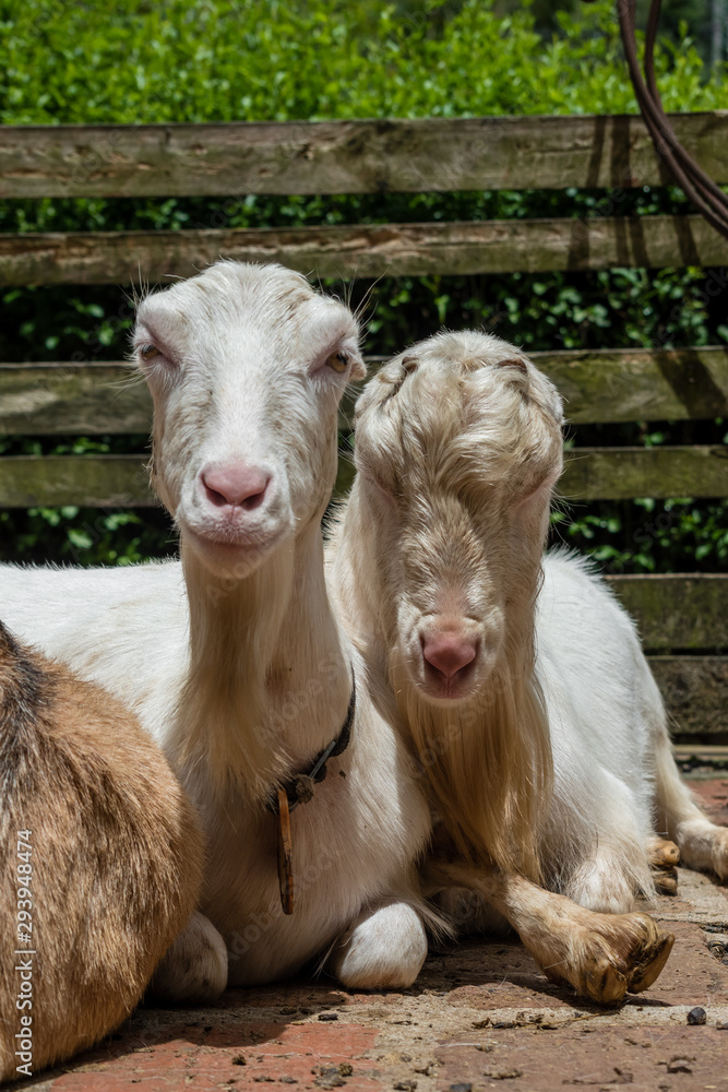 Obraz premium cabras 6