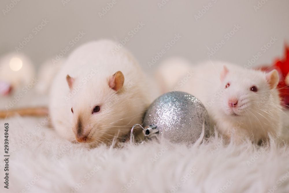 Two white rats with red eyes are sitting on a fluffy carpet among Christmas decorations. New Year's decor. Loving couple of mice meets Christmas