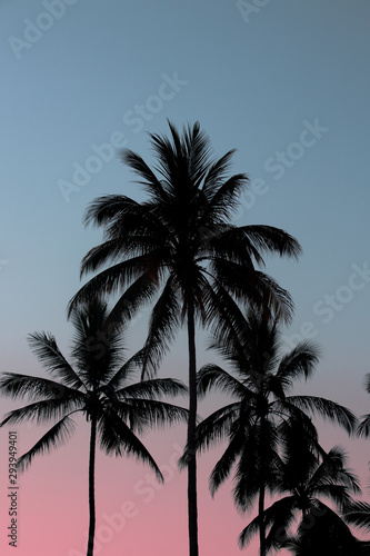 Palm in the blue sky