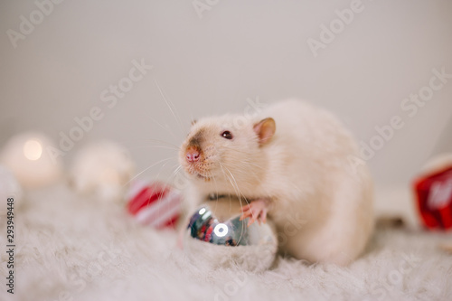 A white rat with red eyes sits on a fluffy carpet among Christmas decorations. New Year's decor