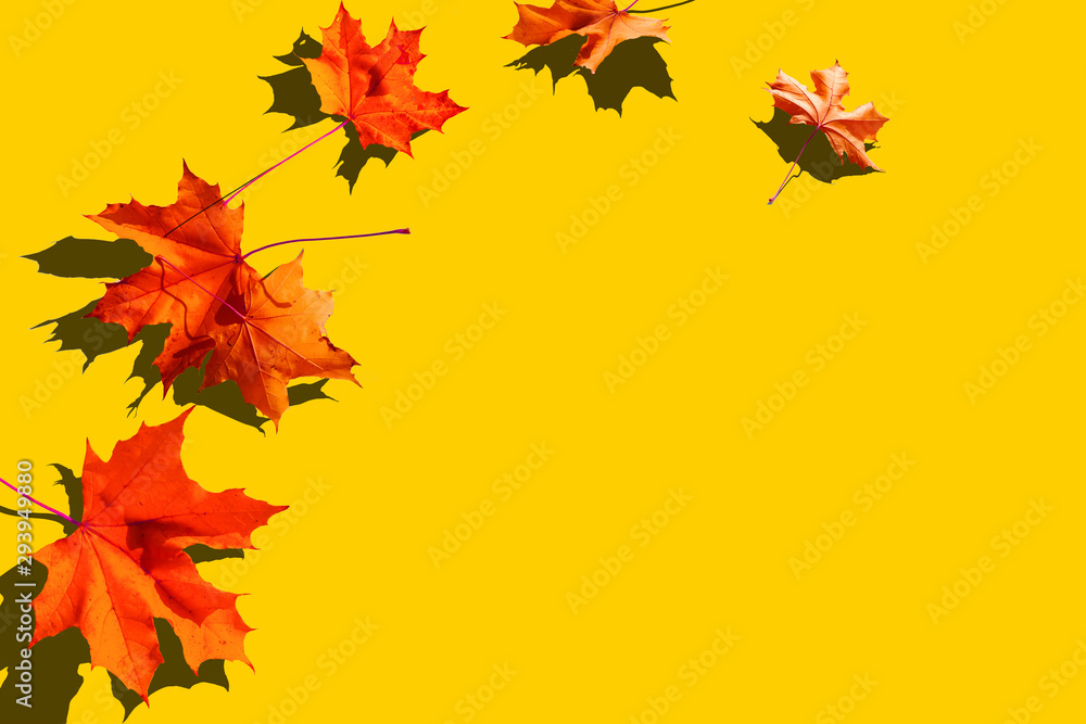 Fototapeta premium falling autumn foliage on orange background