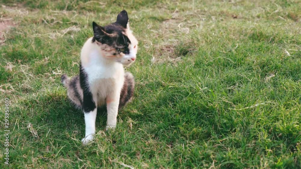 Cat on grass - 4K Cat on grass - 4K