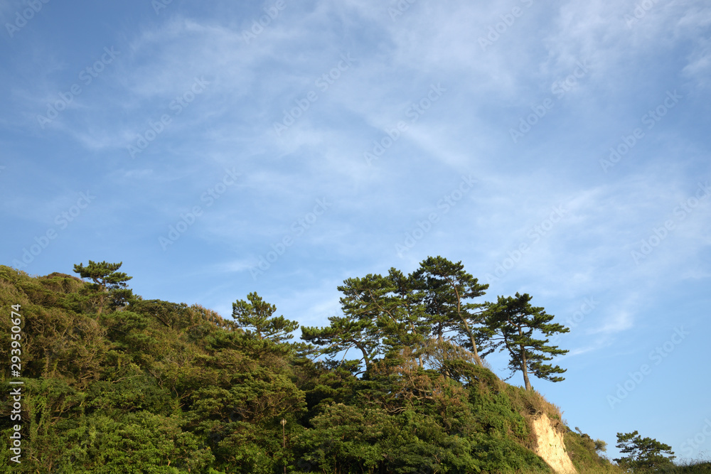Obraz premium Blue Sky And Pine In Inamuragasaki Japan.