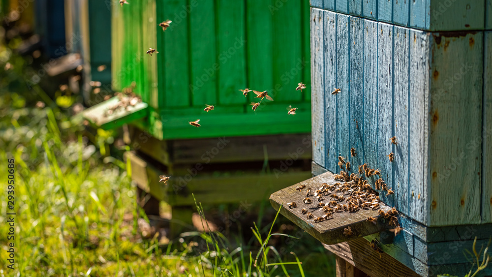 Ecological apiary in summer sunny day, Poland Ecological apiary in summer sunny day, Poland