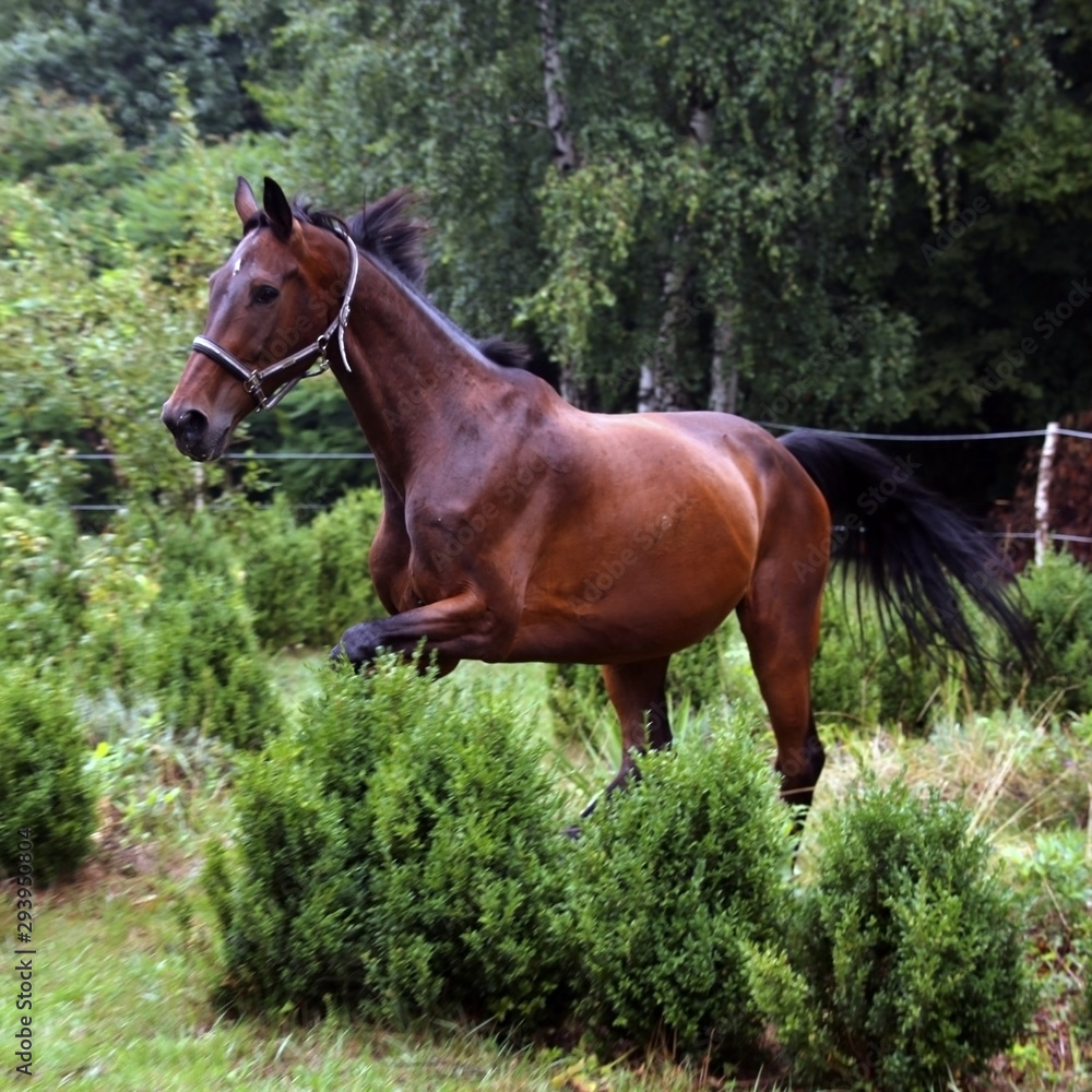 Obraz premium Kłus w ogrodzie