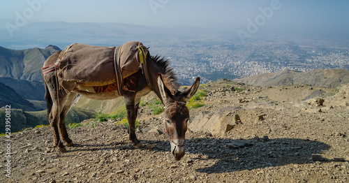 Esel über Teheran, Iran