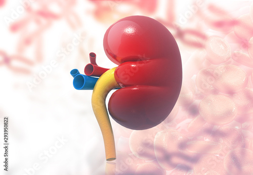 Human kidney anatomy. 3d render.
