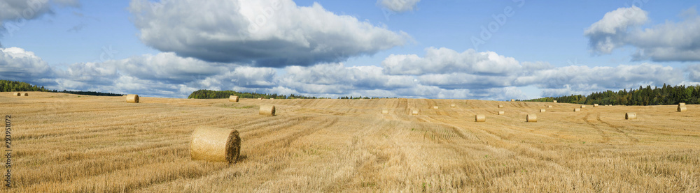 Panorama of a harvested autumn field with round straw briquettes. Leningrad region, Russia