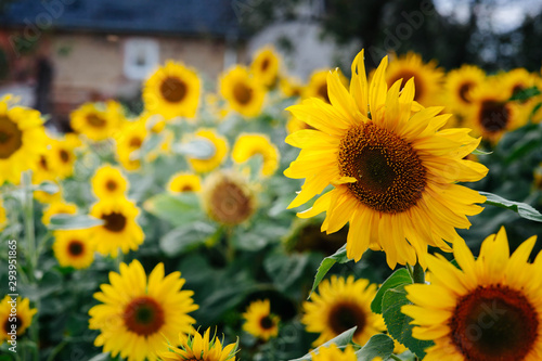 field of beautiful yellow sunflowers