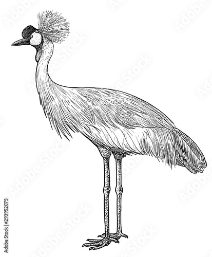 Crowned crane illustration, drawing, engraving, ink, line art, vector