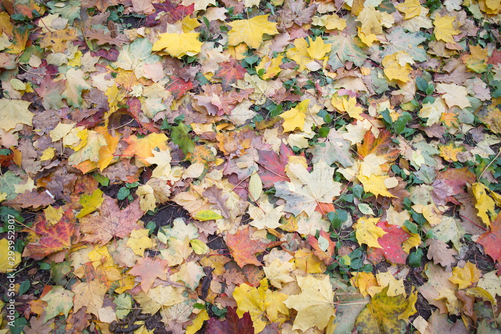 Autumn foliage underfoot on a cloudy day Autumn foliage underfoot on a cloudy day