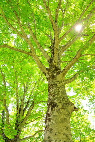 Green forest. Tree with green Leaves and sun light.