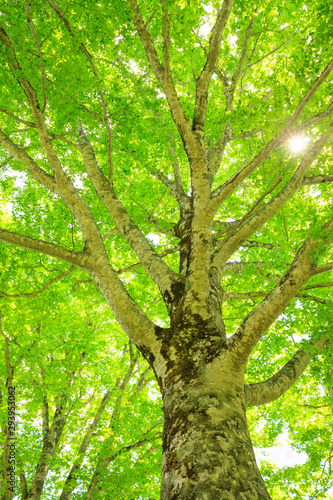 Green forest. Tree with green Leaves and sun light.