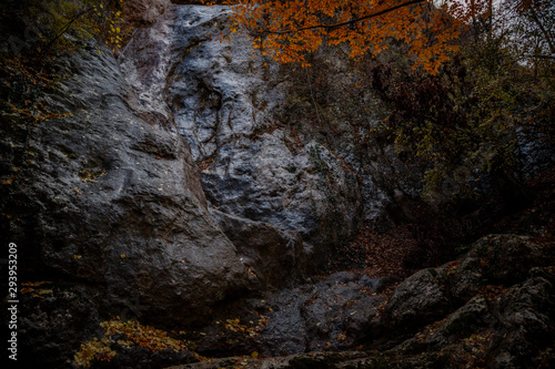 Close up image of orange autumn leaves at soft golden light.