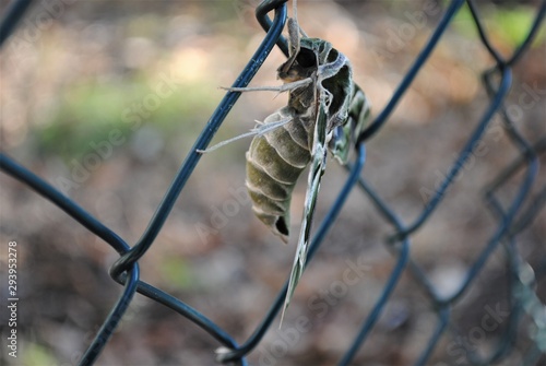 willowherb hawkmoth. Endangered butterfly species. Butterfly in the wild. photo