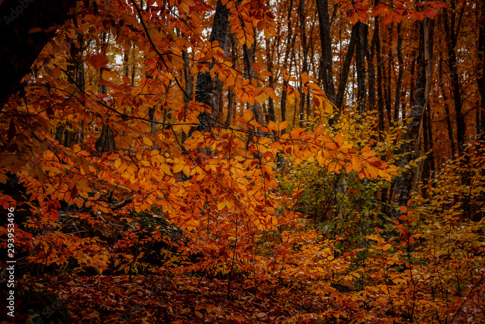 autumn yellow trees in the forest in raine autumn yellow trees in the forest in raine